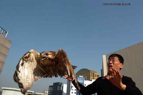 曾经救治过的野生动物