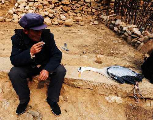 一只逝去的苍鹭 一只逝去的苍鹭