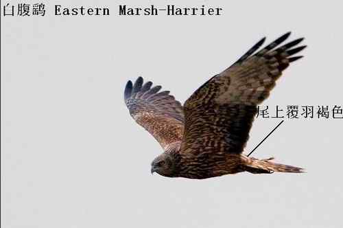 鹞的识别(归纳总结) 鹞的识别(归纳总结)