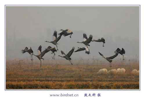 冬天里的灰鹤 清亮持久的叫声 冬天里的灰鹤 清亮持久的叫声