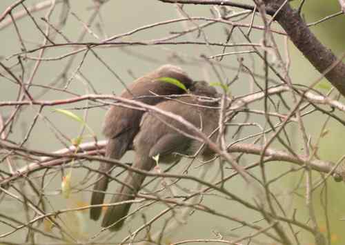 北京 二十几只林鸟