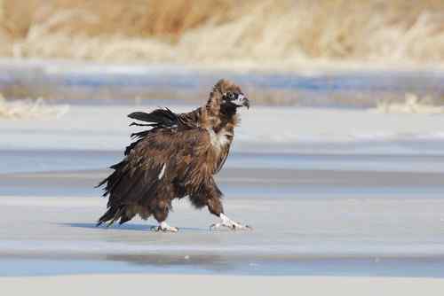 冬日野鸭湖—阳光灿烂的日子