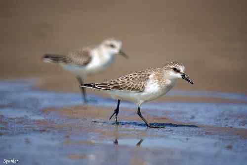 探讨:小滨鹬和红颈滨鹬的辨识 探讨:小滨鹬和红颈滨鹬的辨识