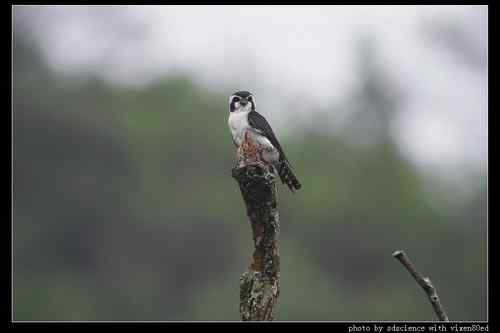 婺源之行 天望打鸟