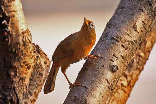 原画幅野生鸟类摄影俱乐部【精美组图】