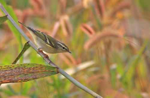 几种柳莺的鉴定