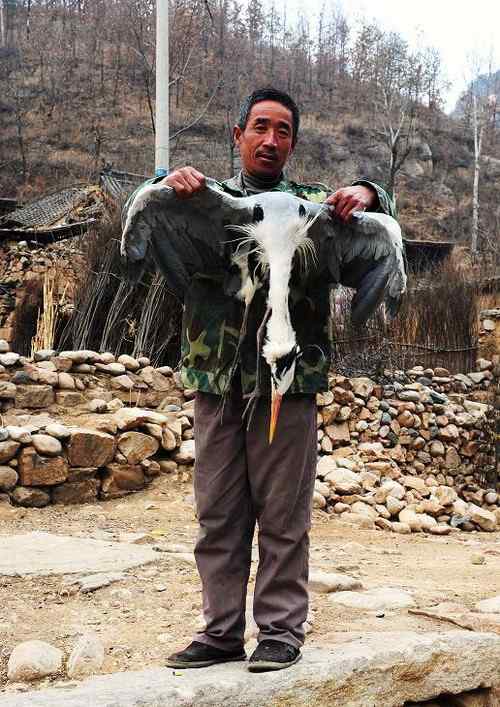 一只逝去的苍鹭 一只逝去的苍鹭