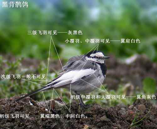 几种鹡鸰的辨别