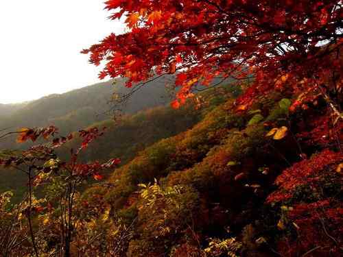 看看我长白山里的“宝贝” 看看我长白山里的“宝贝”