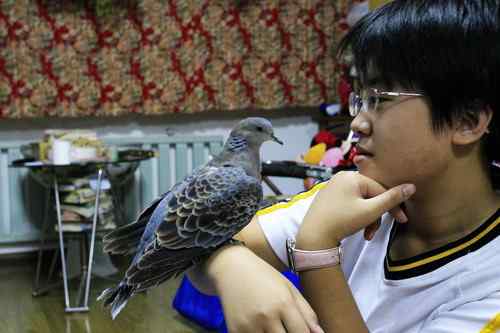 曾经救治过的野生动物