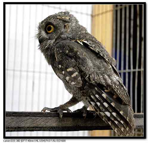 大连鸟人:今天救的小小鸟(角鸮) 大连鸟人:今天救的小小鸟(角鸮)