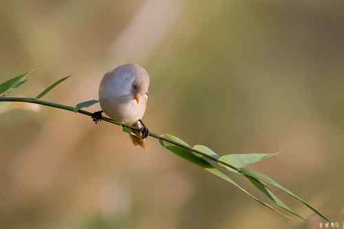 再赏文须雀依旧美