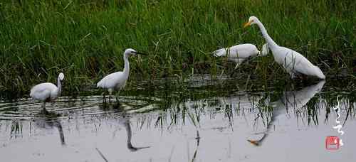 宽幅鸟片 宽幅鸟片