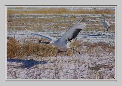 白雪皑皑 鹤的天堂
