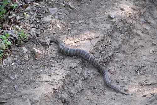 看看我长白山里的“宝贝” 看看我长白山里的“宝贝”