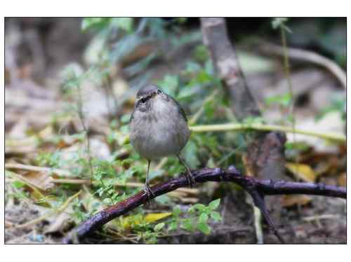 何种柳莺?多角度展示