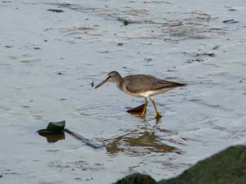 是漂鹬还是灰尾漂鹬呢？