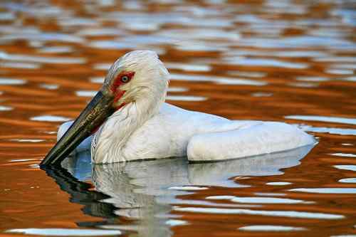 东方白鹳的致死 水质污染还是人为下毒? 东方白鹳的致死 水质污染还是人为下毒?