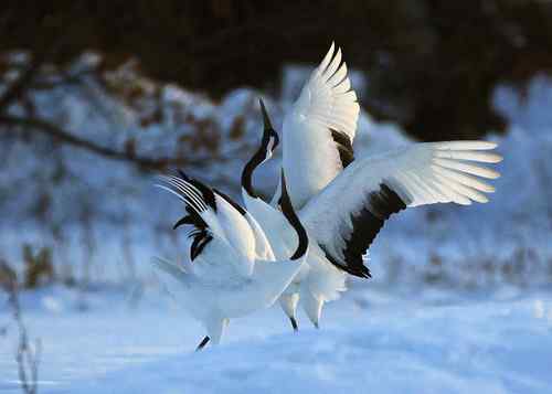 日本北海道的鸟儿