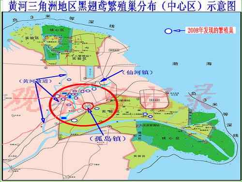 黄河三角洲的黑翅鸢