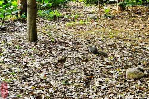 虎鸫觅蚯蚓 松鼠嗑坚果 和平共处不战争