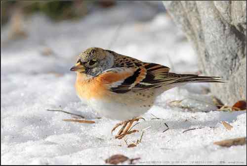 广东人观鸟散记