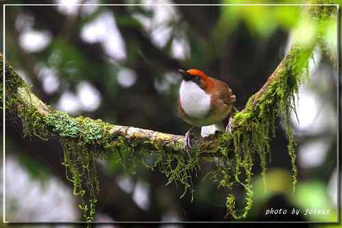 台湾的16种画眉大全【清晰组图】