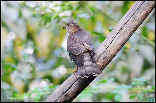 松雀鹰精彩定格照