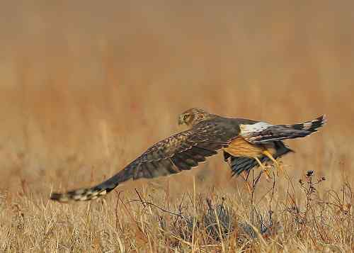 猎隼的刚劲、勇猛、可爱 猎隼的刚劲、勇猛、可爱