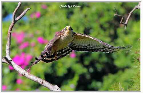 蛇雕 大冠鹫【组图】