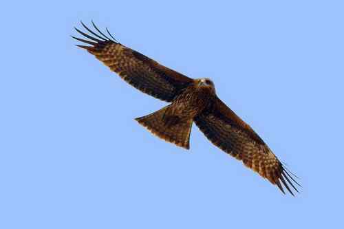 南京七里河 鸟类图片