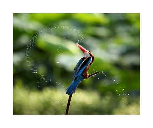 【参赛作品】白胸翡翠