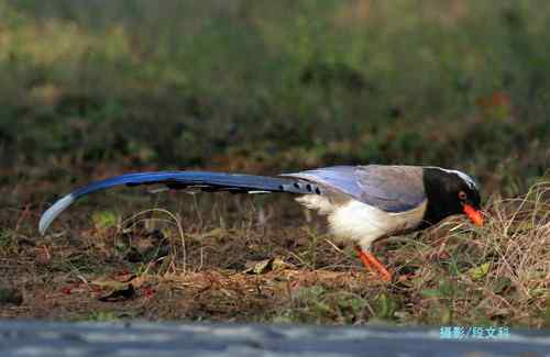 尼康D300最理想的备机——D5100