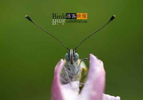 冰客的昆虫世界作品