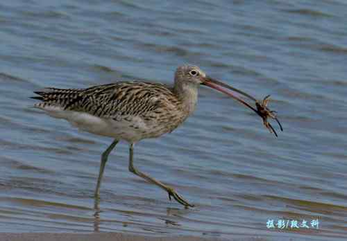 长喙英姿  各种杓鹬