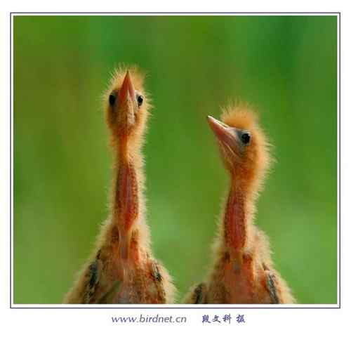 鸟网总版主段文科摄影作品：苇荡深处的家园  黄苇鳽育雏