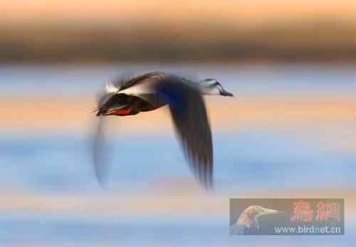 斑嘴鸭美丽的瞬间【组图】