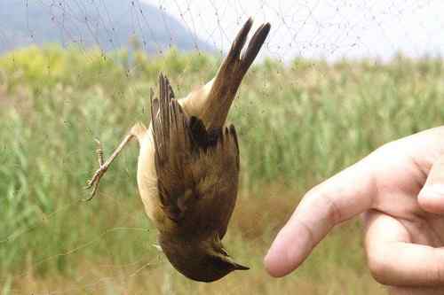 小小鸟人在行动 解救被困小鸟 小小鸟人在行动 解救被困小鸟