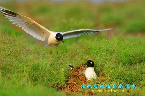 海鸥哺育喂雏——拳拳母子情 海鸥哺育喂雏——拳拳母子情