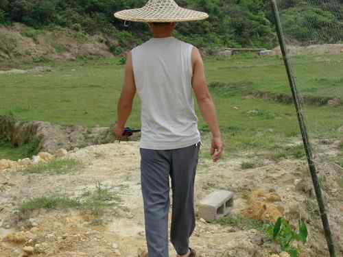 白胸翡翠：面对人类，哪里才是我的天空！？