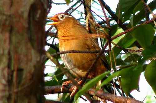 请问鸟名：两只画眉的眉不一样,是同一种鸟吗？