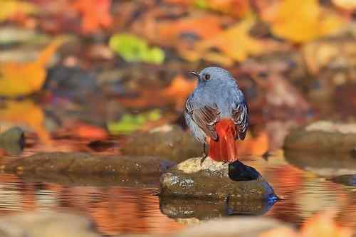 蓝色的鸟儿——红尾水鸲