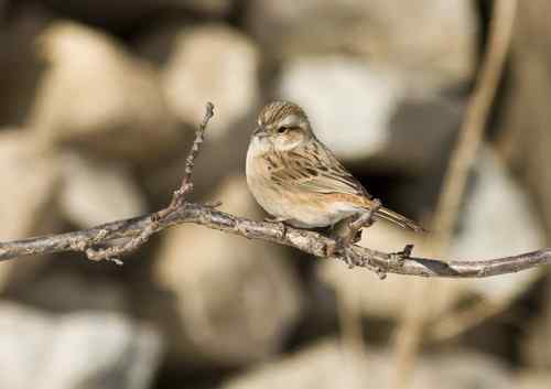 山东半岛：请教是什么鸟！