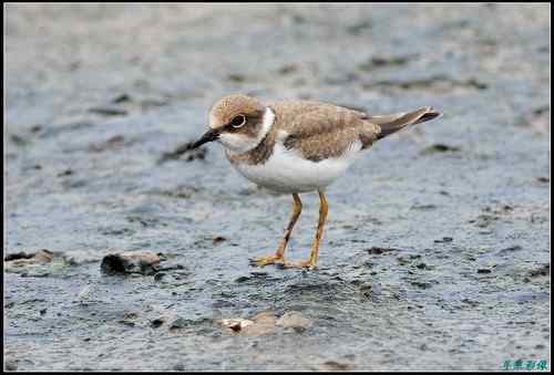 请教鸟名：亚成体金眶珩，还是铁嘴沙鸻非繁殖羽
