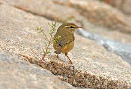 几种柳莺的鉴定