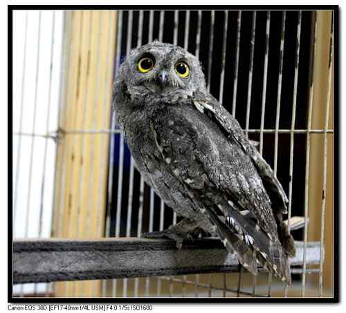 【视频】请不要如此玩弄小猫头鹰