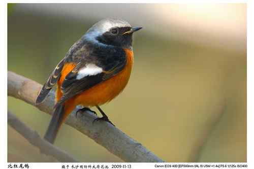 鸟类摄影图片处理成漂亮干净的背景