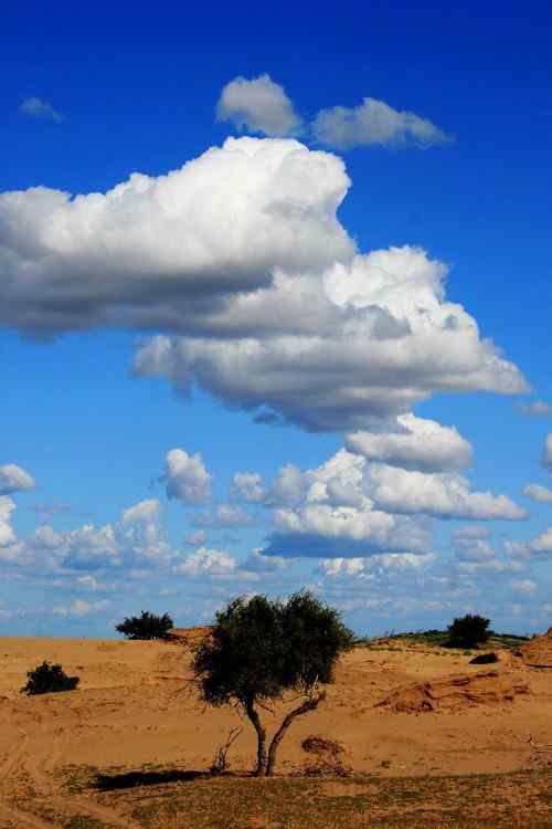 世界鸟类状况---2008年报告