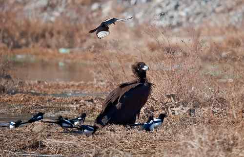 鸦、鹊戏秃鹫