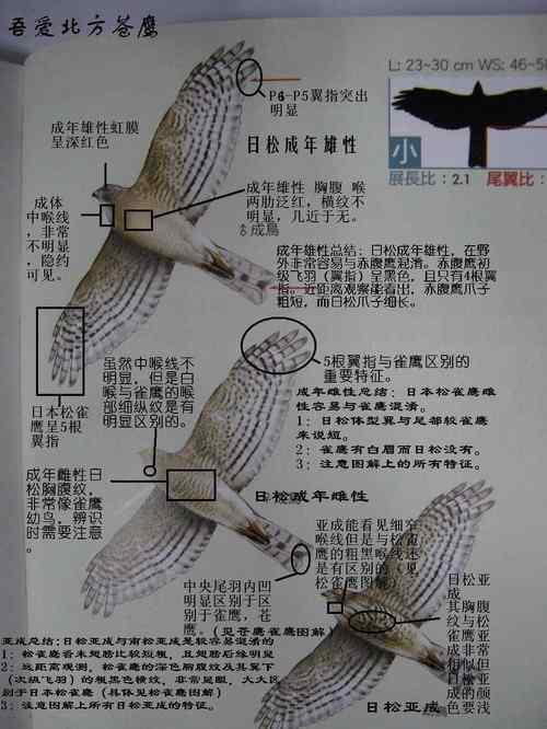 关于常见5种鹰类的辨识技巧:凤头苍鹰、雀鹰、苍鹰、日本松雀鹰、松雀鹰 关于常见5种鹰类的辨识技巧:凤头苍鹰、雀鹰、苍鹰、日本松雀鹰、松雀鹰